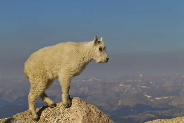 CO, Mount Evans Side view of mountain goat kid